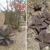 Aloe saponaria (= maculata) (South Africa) available 10.5cm and 15cm Ø